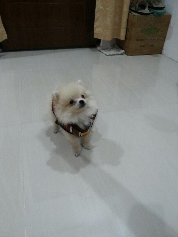 ANJING MINIPOM
