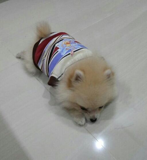 ANJING MINIPOM
