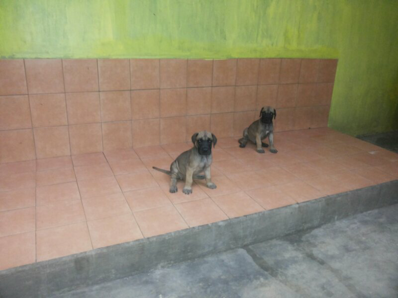 jual anjing great dane