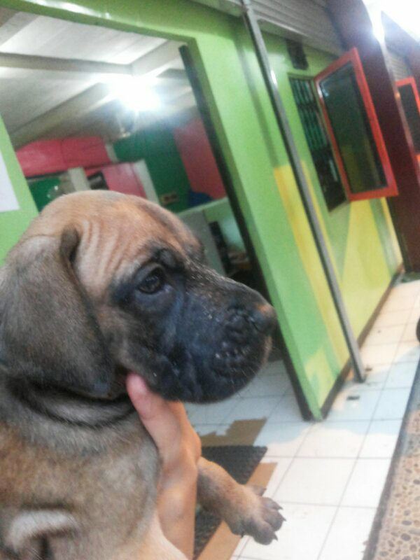 jual anjing great dane