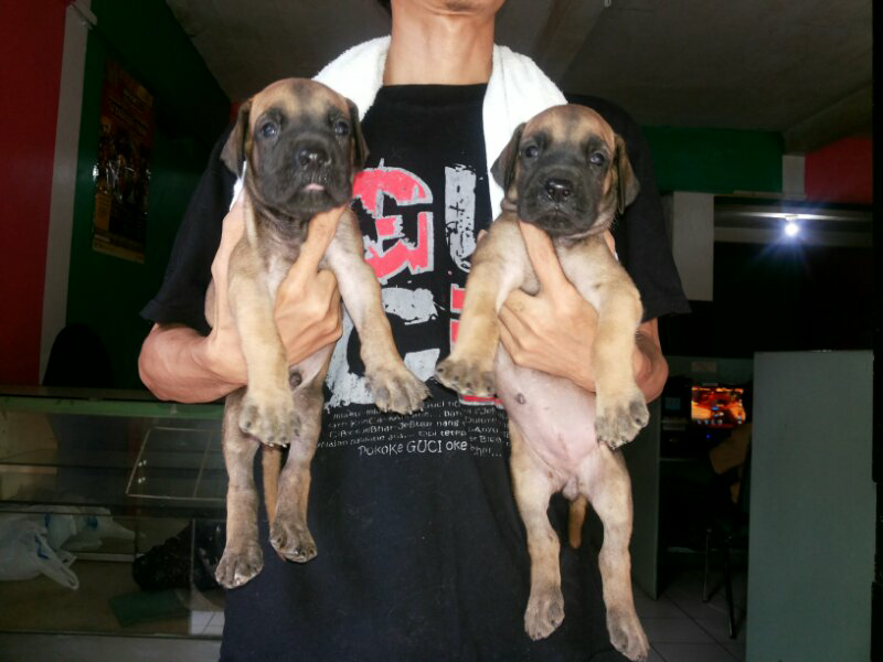 jual anjing great dane