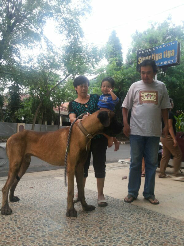 jual anjing great dane