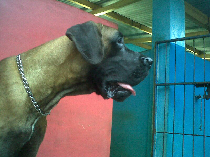 jual anjing great dane