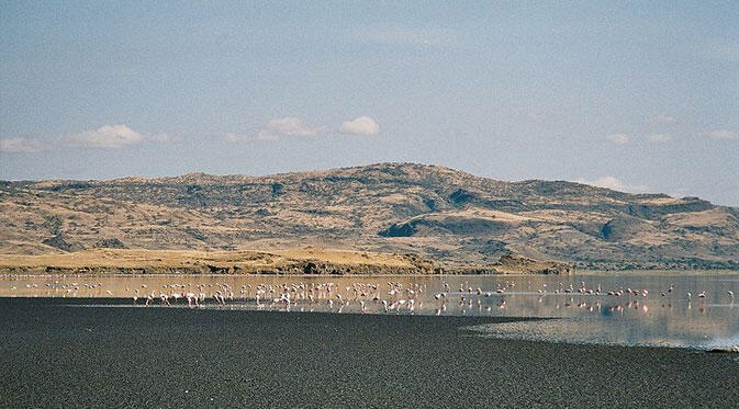 Fenomena Aneh! Danau di Tanzania Mengubah Hewan Menjadi `Batu`