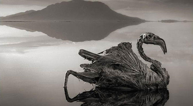 Fenomena Aneh! Danau di Tanzania Mengubah Hewan Menjadi `Batu`