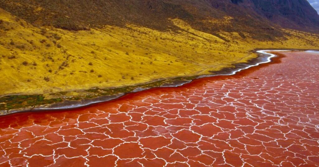 Fenomena Aneh! Danau di Tanzania Mengubah Hewan Menjadi `Batu`