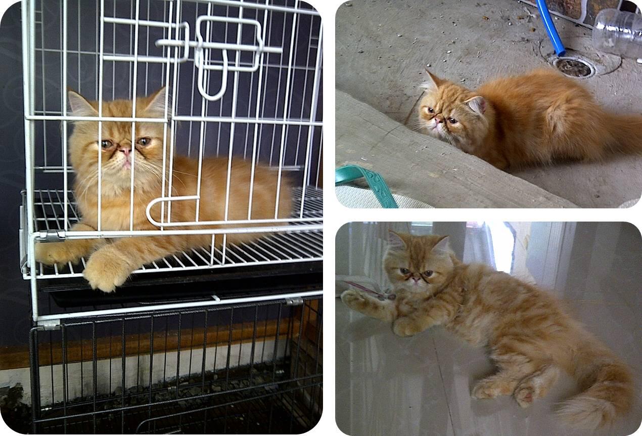 KUCING PERSIA KITTEN FEMALE PEAKNOSE