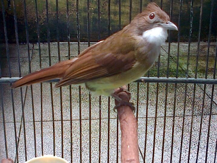 FS Cucak Jenggot (The Master for Murai Batu)