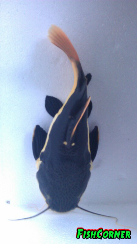 ikan hias cichlid dan predator