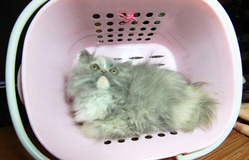 kitten persia (Bandung)