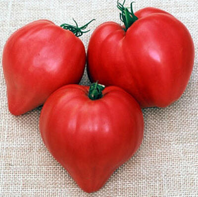 Jual Benih Tomat Impor Murah Meriah Serba Lima Ribu :D