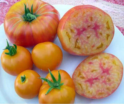 Jual Benih Tomat Impor Murah Meriah Serba Lima Ribu :D