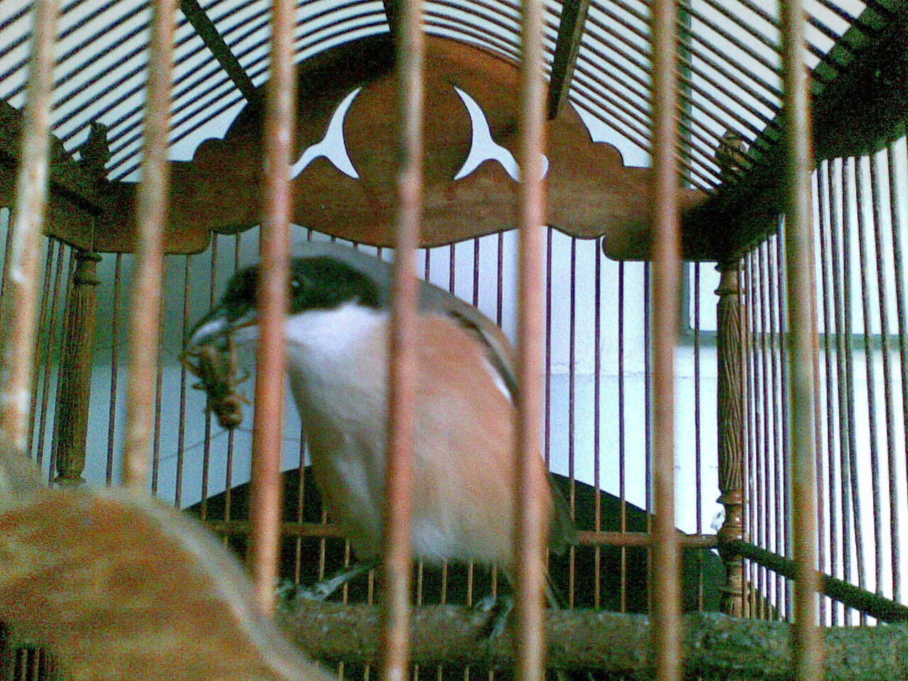 Pentet/ Cendet/ Toet murah bekasi