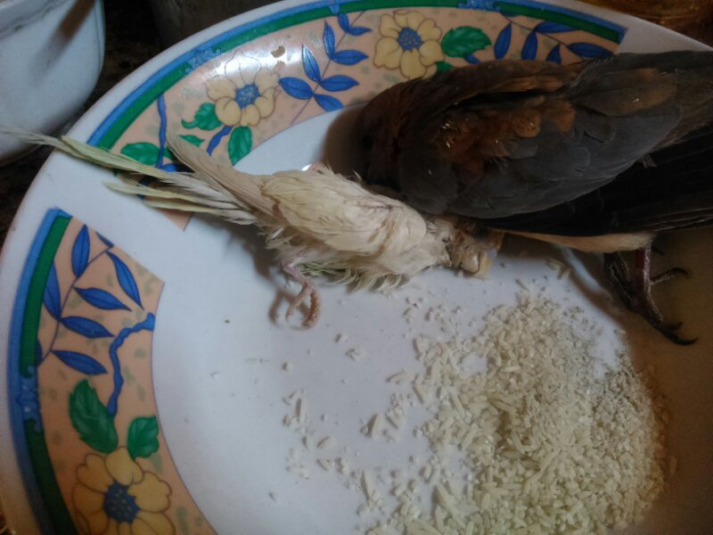burung 5juta mati gan...