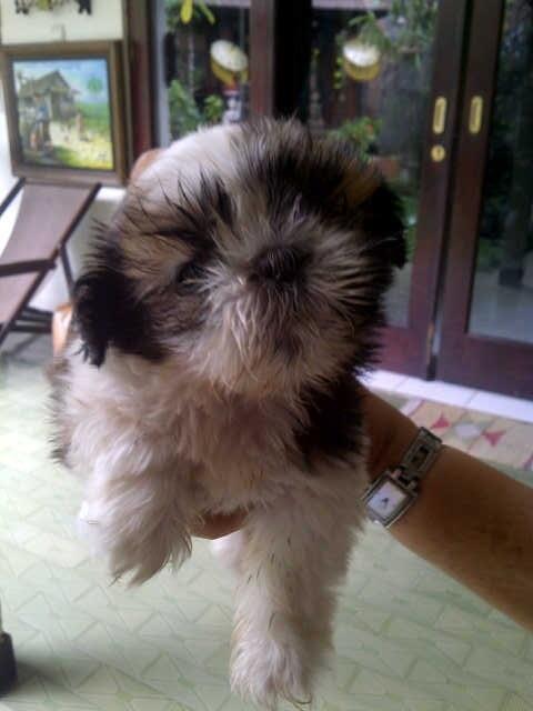 Dijual puppy shihtzu jantan murah lokasi malang