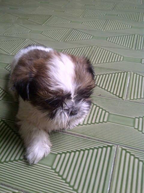 Dijual puppy shihtzu jantan murah lokasi malang