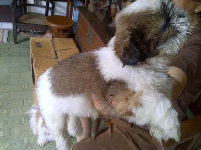 Dijual puppy shihtzu jantan murah lokasi malang