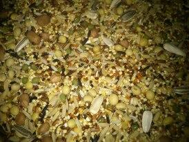 Paket Hamster Pemula Murah Meriah