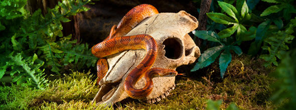EXOTERRA REPTIL ACCECORIS