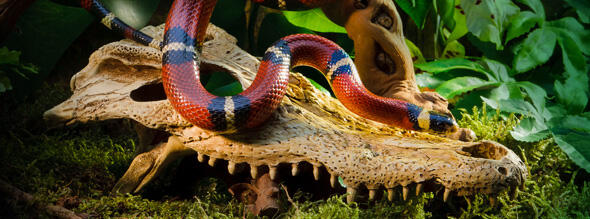 EXOTERRA REPTIL ACCECORIS