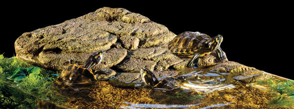 EXOTERRA REPTIL ACCECORIS