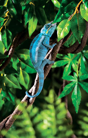 EXOTERRA REPTIL ACCECORIS