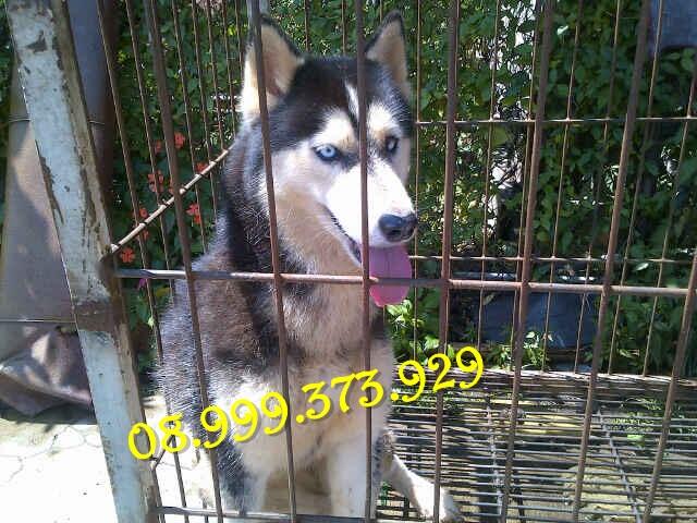 Jual Indukan Siberian Husky Good Bloodline High Quality MURAH !!!