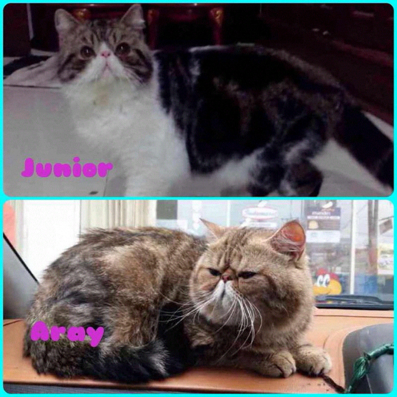 terima jasa pacak kucing bandung banyak pilihan