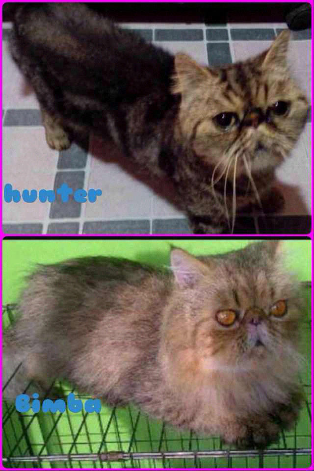 terima jasa pacak kucing bandung banyak pilihan