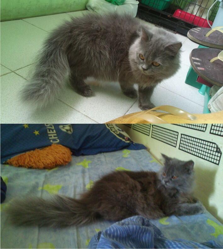 JUAL PERSIA MEDIUM 5 Bulan