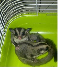 joey sugar glider jantan betina jakarta