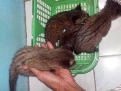 MUSANG PANDAN 1,5 BULAN ( BABY )