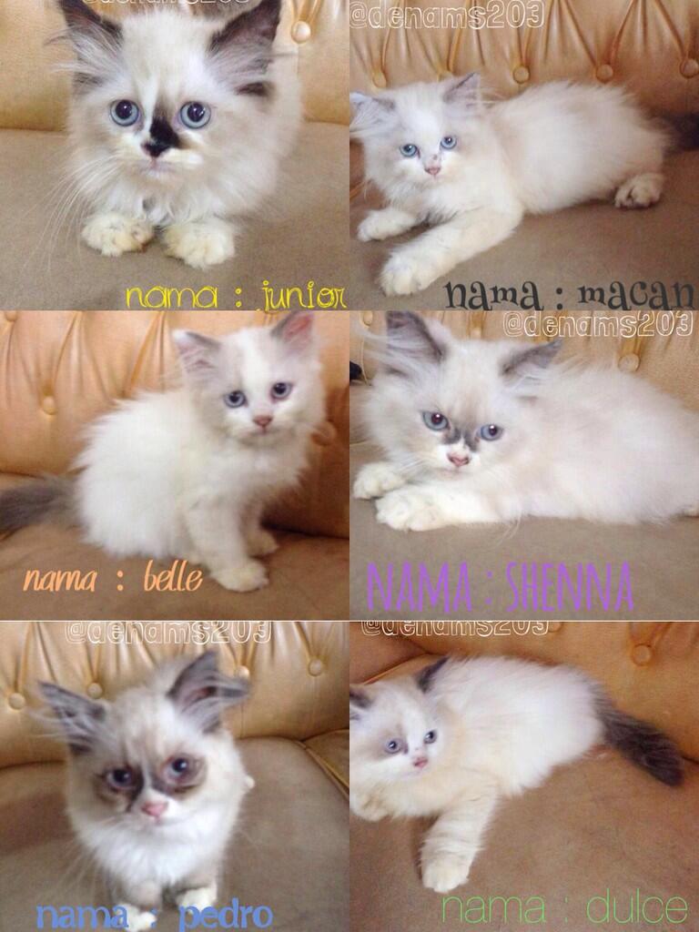 Siap Adopsi Purebreed Ragdoll, Dijamin ASLI!