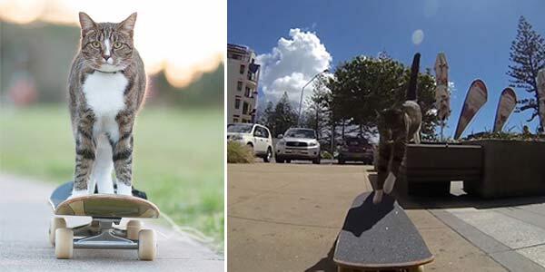 Ente Tau Kucing kan ? Lihat Nih Kucing ane Bisa Maen Skateboard ,, diJamin Ngakak