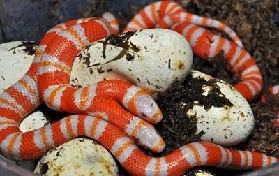 Milk Snake berkepala dua.. No hoax