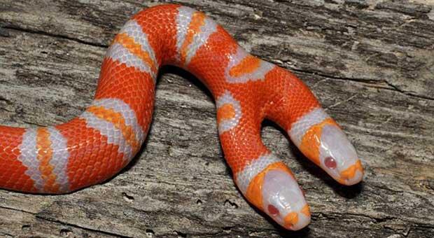 Milk Snake berkepala dua.. No hoax