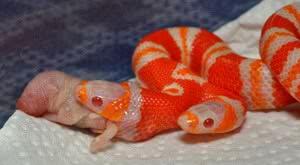 Milk Snake berkepala dua.. No hoax