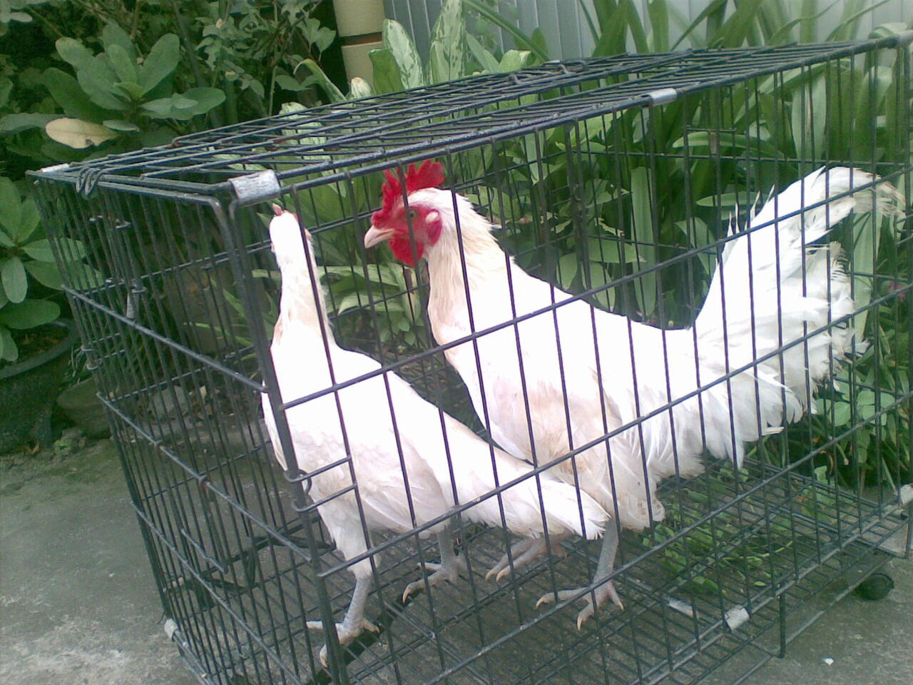 Ayam Ketawa