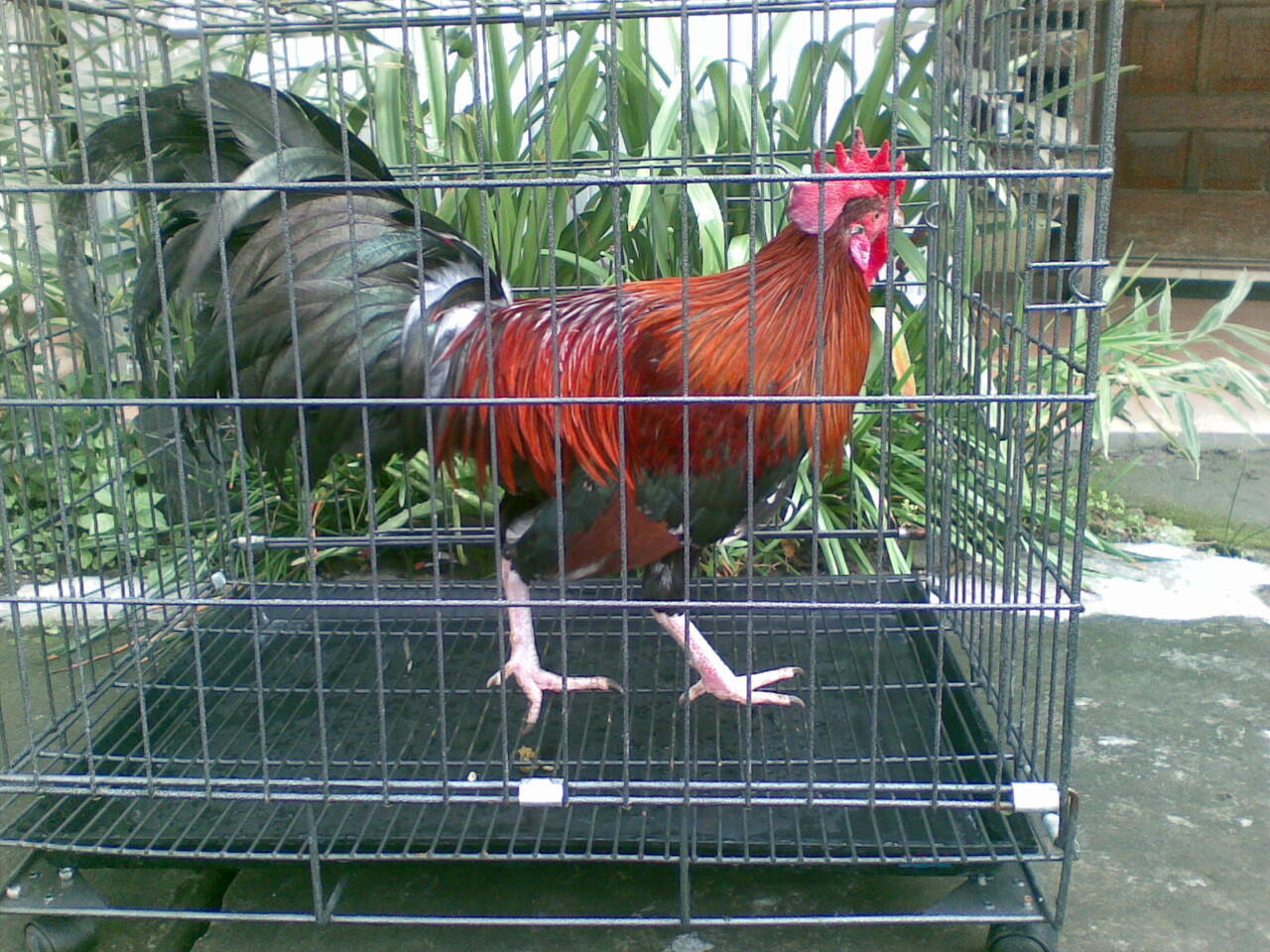 Ayam Ketawa