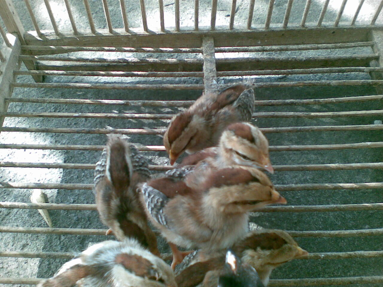 Ayam Ketawa