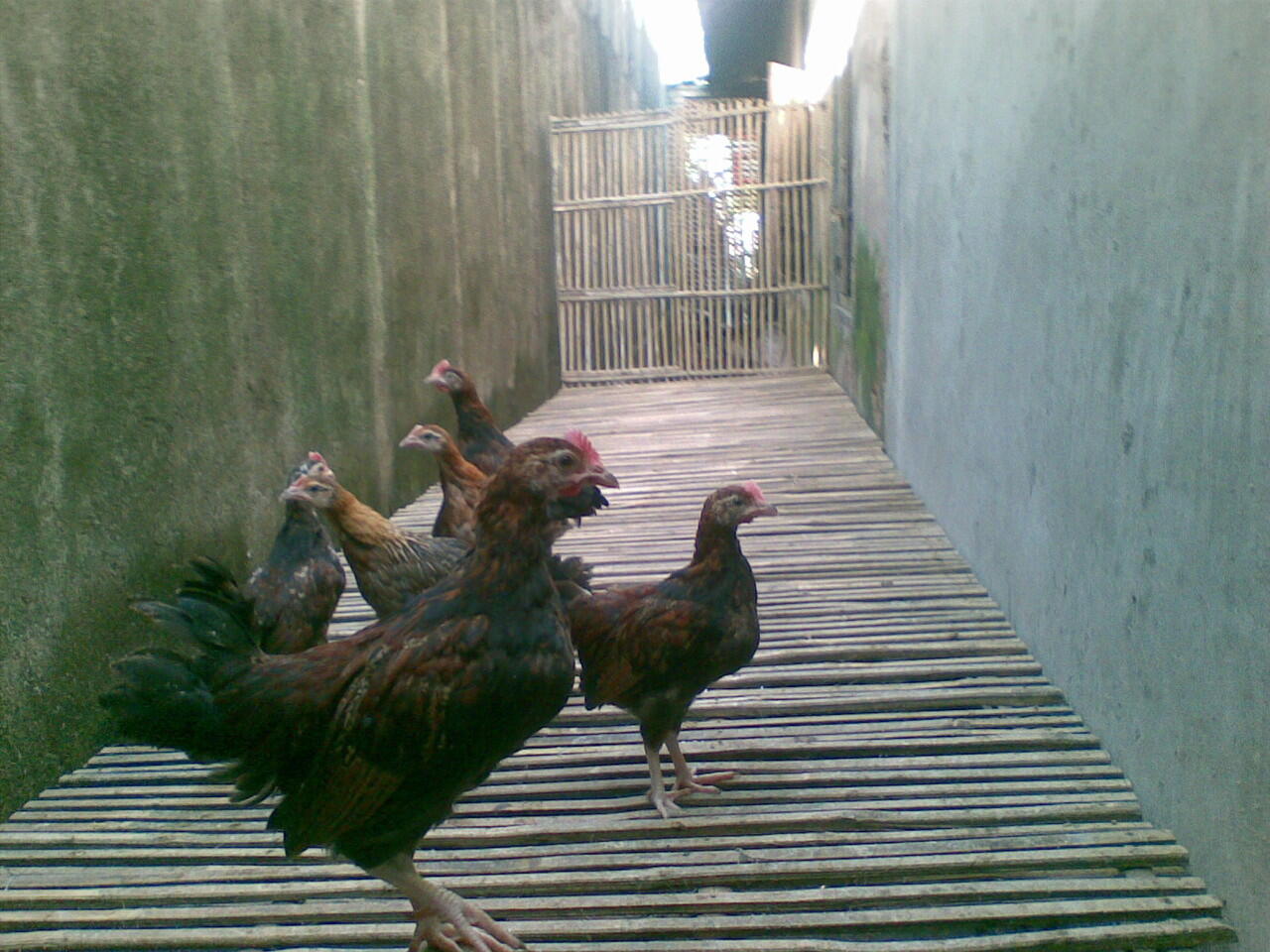 Ayam Ketawa
