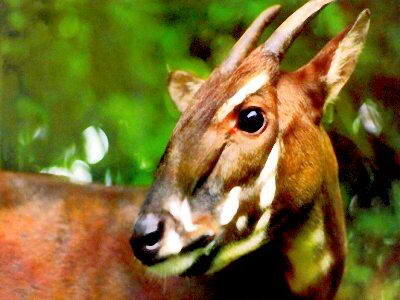 10 spesies hewan yang paling sulit di temuin di bumi !!! masuk sini Gan 