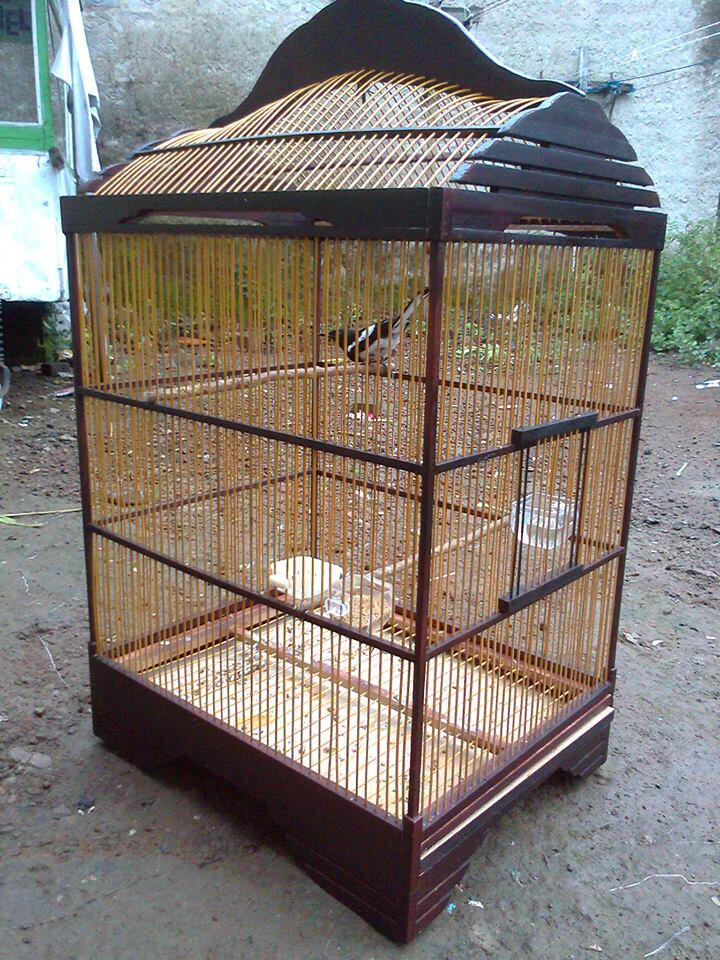 wts . burung kacer
