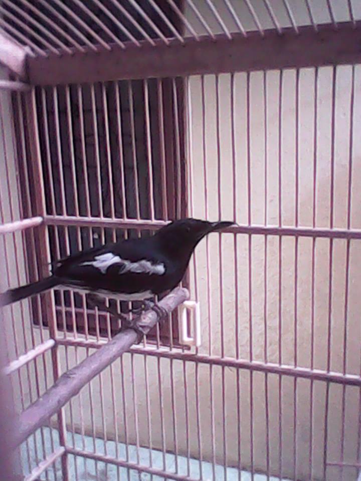 wts . burung kacer