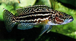 ikan hias cichlid dan predator