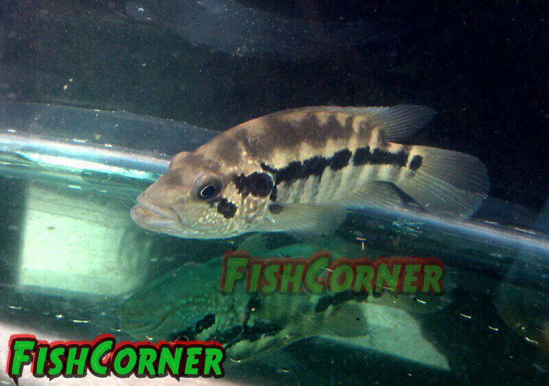 ikan hias cichlid dan predator