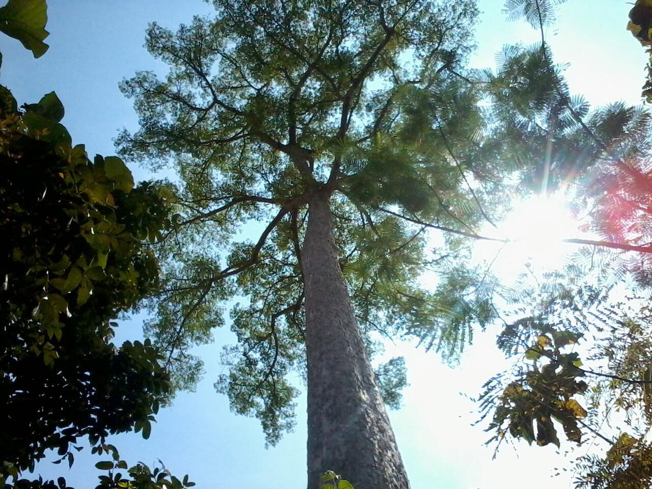 Agan Kesasar di Hutan? Ayo Belajar dari Monyet gan! &#91;Masuk Gan!!&#93;