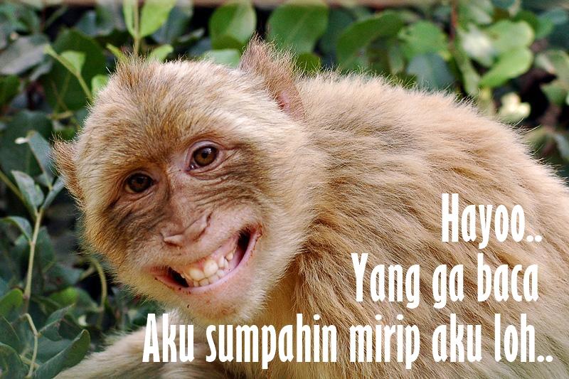 Agan Kesasar di Hutan? Ayo Belajar dari Monyet gan! &#91;Masuk Gan!!&#93;