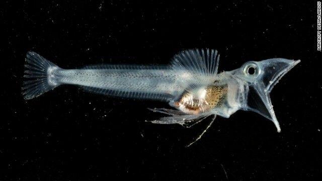 Ciptaan Allah yang luar biasa : 6 foto hewan laut transparan