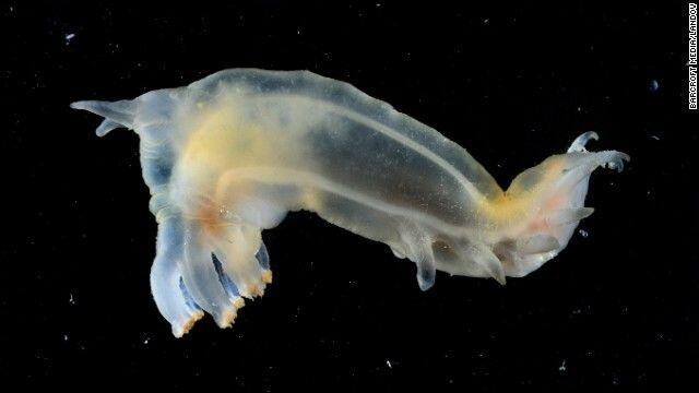 Ciptaan Allah yang luar biasa : 6 foto hewan laut transparan